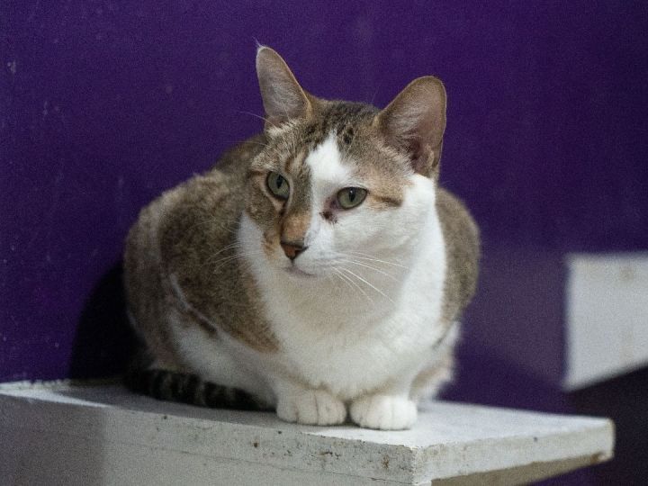 Cat perched on furniture.